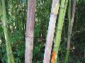 Beautiful Bamboo / Phyllostachys manii 